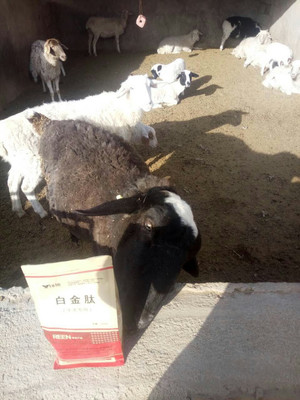 拜特威牛羊催肥王 科學增重，廠家直銷，助您養(yǎng)殖效益倍增